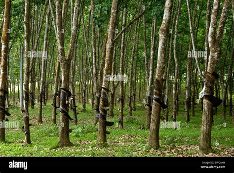 are rubber trees in china